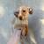 Pinycher mix puppy 1 thumbnail