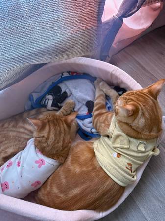 rehoming two brother cats (Oxnard)63686091112065123