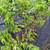 FRUIT TREES FROM $15 8 thumbnail
