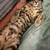 bengal mix kitten 2 thumbnail