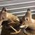 Taxidermy Deer Trophies 1 thumbnail
