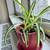 Spider plant 2 thumbnail