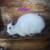 Netherland dwarf 5 thumbnail