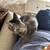 Six month old kitten 2 thumbnail