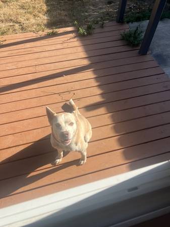 3y/o red female Husky needs home (Gresham)63842374623363124