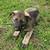 AKC Shepherd puppies 2 thumbnail