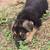 GERMAN SHEPHERD 2 thumbnail
