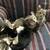 KITTENS 1 thumbnail
