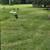 Turkeys 2 thumbnail