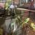 Parakeets 3 thumbnail