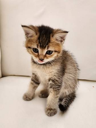 Ruga muffin mix female kitten  message me for price (Everett)63885717225091120