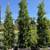 Architecture Specialty  Ornamental trees for landscaping 2 thumbnail
