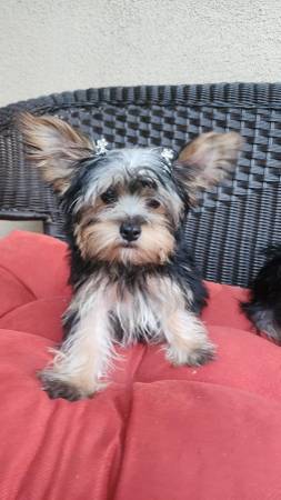 Perfect Gift 🎁 for Christmas 🎄 1