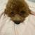 Mini poodle 2 thumbnail