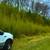 BAMBOO PLANTS 1/2off WHOLESALE PRICE 15' INSTANT PRIVACY WINDBREAK ZEN 17 thumbnail