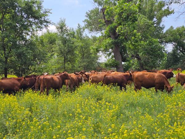 1000 Red Angus & Red Baldy Bred Heifers 1