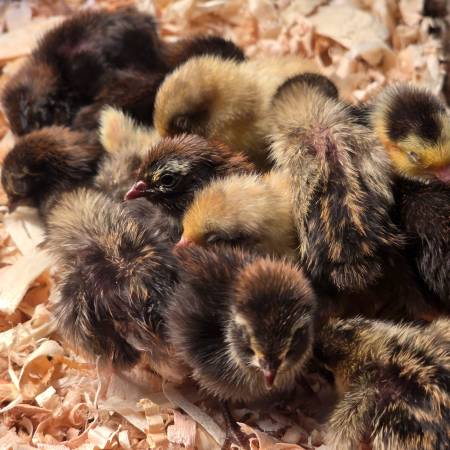 King quails aka button 1