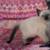 Siamese kittens 7 thumbnail