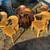 Antique Bankers chairs 12 thumbnail