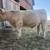 4H/FFA Steer 5 thumbnail