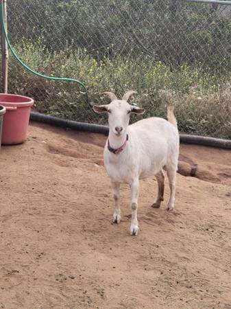 Female White Goat 1