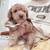 poodle puppy 2 thumbnail