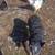 Pet chickens 9 thumbnail