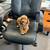 REHOME MINI GOLDEN DOODLE 3 thumbnail