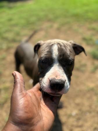 American Staffy needs home63872575663875121