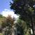 Tree removal   trimming  Tree care  Tree service 23 thumbnail