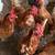 ISA Brown Red Laying Eggs Hens Backyard Chickens 1 thumbnail