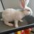 Male Albino Bunnies (3 left) 4 thumbnail