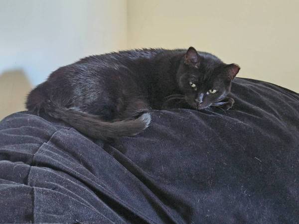 Homebody with 2 Cats looking for a quiet room to rent (under $500/m) 1