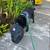 Loving, Dependable Pet Sitter 19 thumbnail