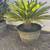 SEGO PALMS 2 thumbnail