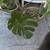 Philodendron Monstera plant in Green Ceramic Pot 1 thumbnail