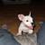 American Bully for sale female $3500 2 thumbnail