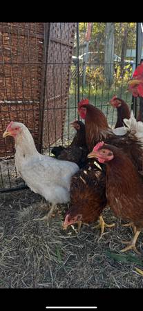 Chicken   $ 20 each highway  6 and Beechnut 1