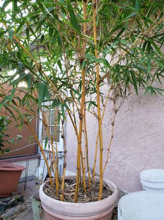 Bamboo Vitatta " Painted Bamboo" 1
