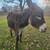 Miniature Donkey 2 thumbnail