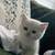 Adorable White British Shorthair Kittens Seeking Loving Homes 1 thumbnail