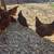 Chickens/Hens for sale 2 thumbnail