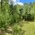 White Pine Balsam Trees 4 thumbnail