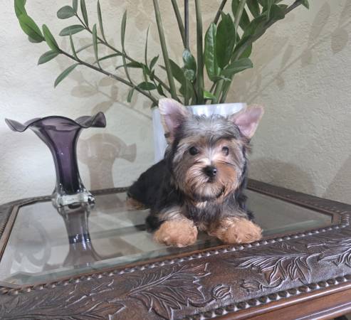 Yorkshire Terrier 1