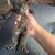 All black Kittens 1 1/2 month old 20$ each 2 thumbnail