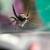 Adorable jumping spider! :3 1 thumbnail