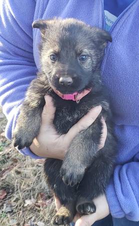 German Shepherd puppies AKC 1