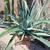 Cactus in pots/ plants 10 thumbnail