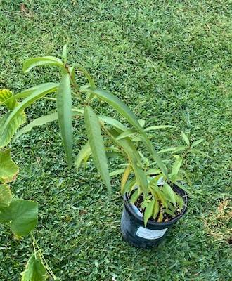 Sweet Juicy Nectarine Fruit Tree Plant 1