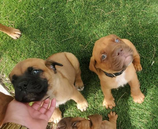 French mastiff (dogue de Bordeaux) boxer (Phoenix)64048129195265120